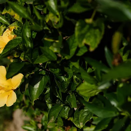 Alamos Dreams * 토레몰리노스