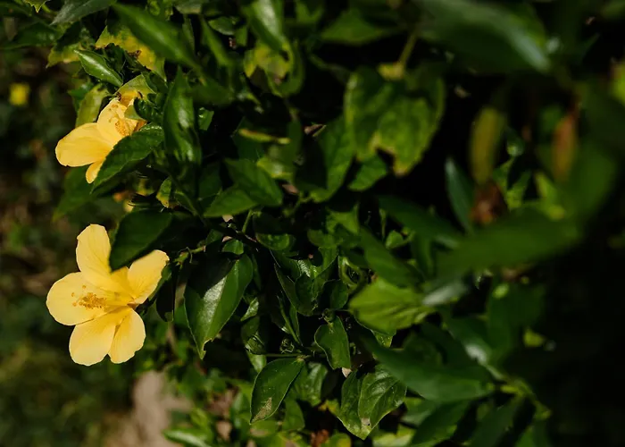 Alamos Dreams * Torremolinos